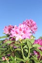 Colorful Rhododendron flowers in a blue sky Royalty Free Stock Photo