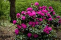 Colorful rhododendron in the unique park in Latvia