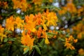 Colorful rhododendron in the unique park in Latvia