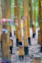 Colorful Ribbons Around Bamboo Trees