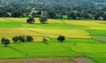 Colorful rice fields with many trees in Angiang, Vietnam