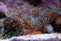 Colorful ricordea yuma in reef aquarium Royalty Free Stock Photo