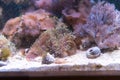 Colorful ricordea yuma in reef aquarium Royalty Free Stock Photo