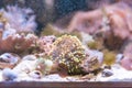 Colorful ricordea yuma in reef aquarium Royalty Free Stock Photo