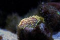 Colorful ricordea yuma in reef aquarium Royalty Free Stock Photo