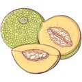 Colorful ripe melon