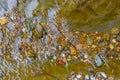 Colorful river pebbles under the water. Rocks in the stream