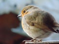 Colorful Robin bird sitting Royalty Free Stock Photo