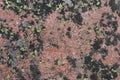 A red rock and some lichen and other small plants growing on top of it. Royalty Free Stock Photo