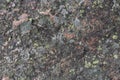 A black rock rock and some lichen and other small plants growing on top of it Royalty Free Stock Photo