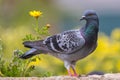 Colorful Rock Pigeon perched on wall