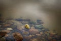 Colorful rocks at the bottom of a lake Royalty Free Stock Photo