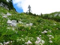 Colorful rocky alpine meadow full of yellow and white flowers in Julian alps Royalty Free Stock Photo