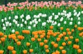 Colorful Romantic Blooming Tulip Garden Background