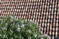 Colorful rooftiles covering a rooftop and blossom plant