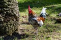 Colorful rooster Royalty Free Stock Photo