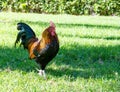 Colorful rooster Royalty Free Stock Photo