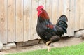 Colorful Rooster and Chickens. Free Range Cock and Hens Royalty Free Stock Photo