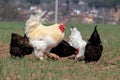 Colorful rooster and chickens are walking free