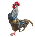 Colorful rooster cock crowing singing farm bird head portrait Royalty Free Stock Photo