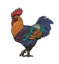 Colorful rooster or hand drawn in old etching style. Concept of domestic fowl, poultry farm bird. Vector illustration for ban