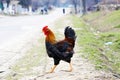 Colorful rooster croosing the street