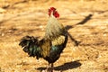 Colorful rooster crowing in his coop