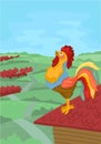 Colorful rooster crowing in the morning. Vector illustration