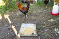 A colorful rooster of a domestic hen standing by a metal tray filled with cereal grains.