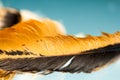 Colorful rooster feather Royalty Free Stock Photo