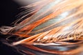 Colorful rooster feather with details Royalty Free Stock Photo