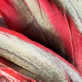 Colorful rooster feather with details Royalty Free Stock Photo