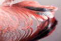 Colorful rooster feather with details Royalty Free Stock Photo