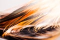 Colorful rooster feather with details Royalty Free Stock Photo