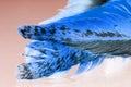 Colorful rooster feather with details and reflexions Royalty Free Stock Photo