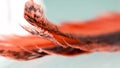 Colorful rooster feather with details and reflexions Royalty Free Stock Photo