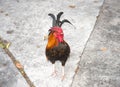 Colorful rooster Royalty Free Stock Photo