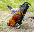 Colorful Rooster on grass