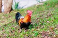 Colorful rooster on green nature background