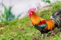 Colorful rooster on green nature background. Royalty Free Stock Photo