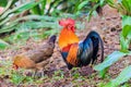 Colorful rooster on green nature background. Royalty Free Stock Photo