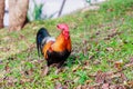 Colorful rooster on green nature background. Royalty Free Stock Photo