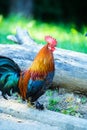 colorful rooster on green nature background Royalty Free Stock Photo