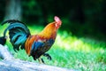 colorful rooster on green nature background Royalty Free Stock Photo