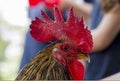 Portrait of a red cock. Macro photo shallow depth field Royalty Free Stock Photo