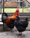 A colorful rooster with his black chicken on a walk in the garden. Rooster and chicken breed Maran Royalty Free Stock Photo