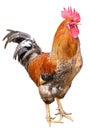 Colorful Rooster isolated on white background Royalty Free Stock Photo