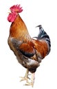 Colorful Rooster isolated on white background Royalty Free Stock Photo