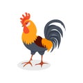 Colorful rooster, poultry farming vector Illustration on a white background