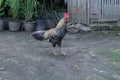 Colorful rooster standing on the ground on a farm